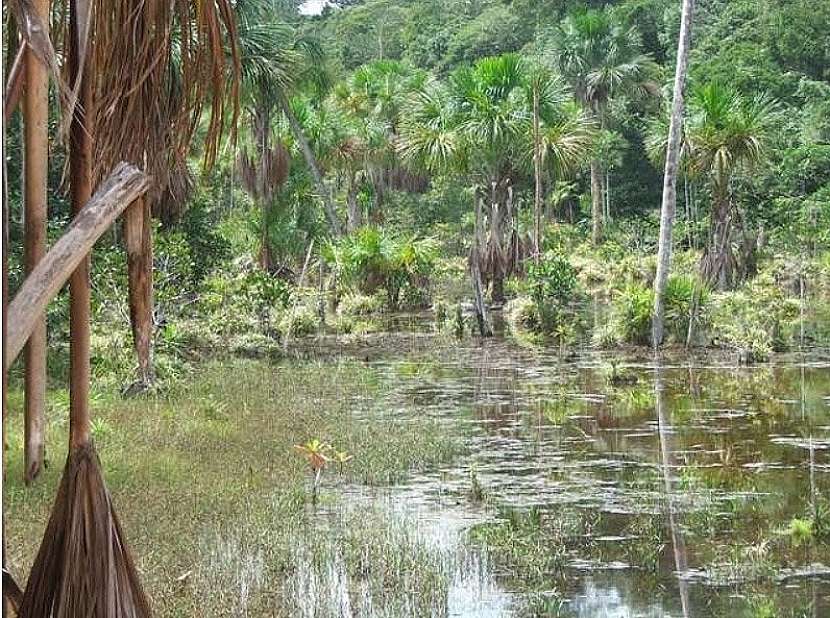 Manaus - hlavní město brazilského státu Amazonia