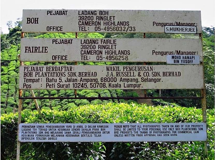 Čajové plantáže v Cameron Highlands