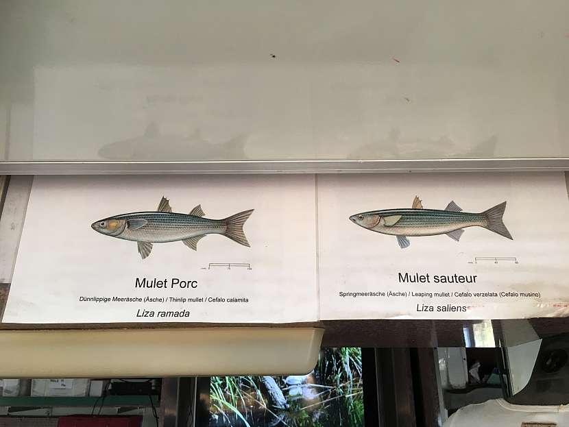 Místní zástupci rybí říše - cípal evropský a cípal šedý