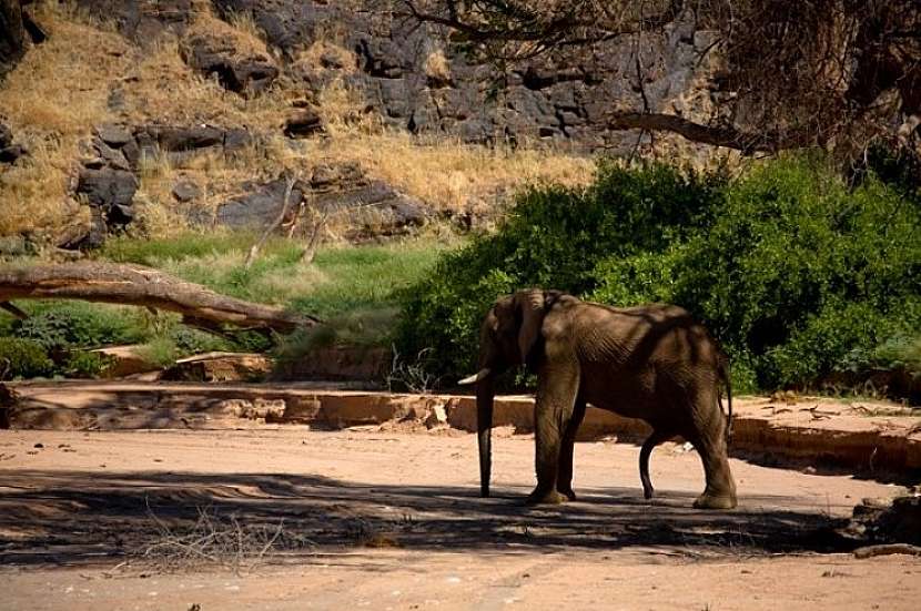 Slony ako milé a priateľské zvieratká