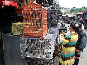 ptaci trh v Malangu