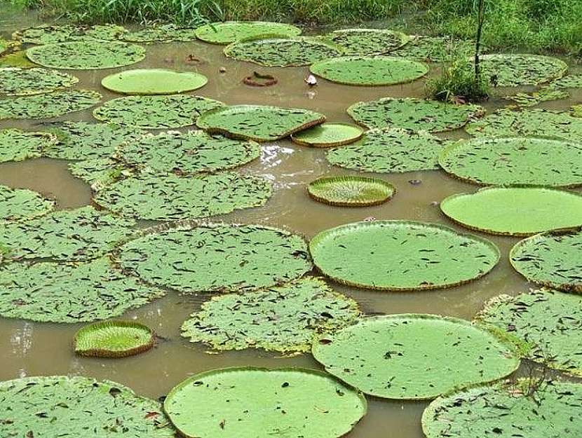 Manaus - hlavní město brazilského státu Amazonia