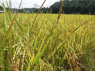 Proměny rýžových polí