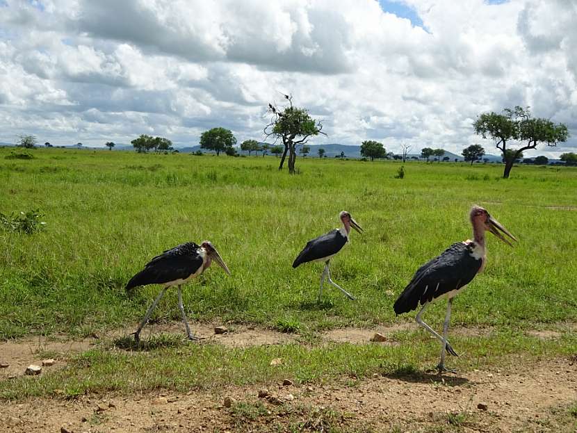 Tanzanie - národní park Mikumi