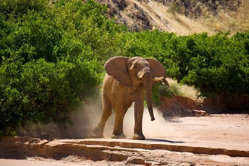 Slony ako milé a priateľské zvieratká