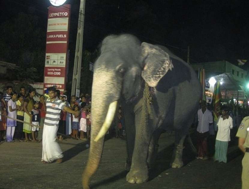 Letošní náboženská slavnost Esala Perahera v Kandy je minulostí