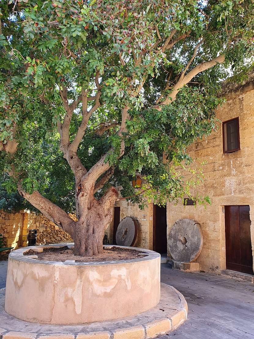 Větrný mlýn Ta`Kola na maltském ostrově Gozo