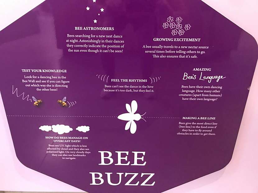 bee buzz