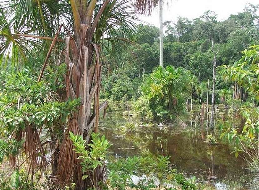 Manaus - hlavní město brazilského státu Amazonia