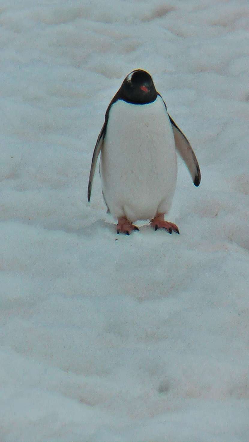 tučňák a Antarktida na rozcestí