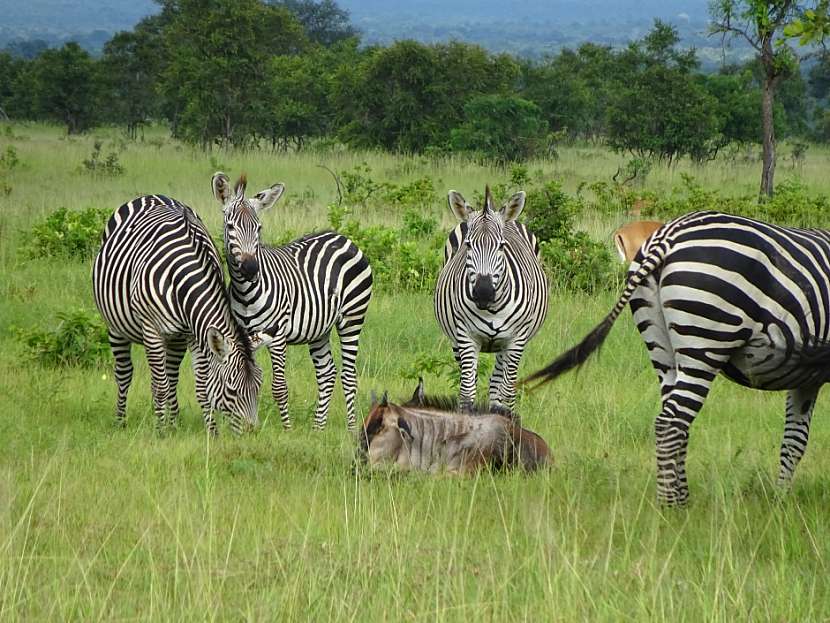 Tanzanie - národní park Mikumi