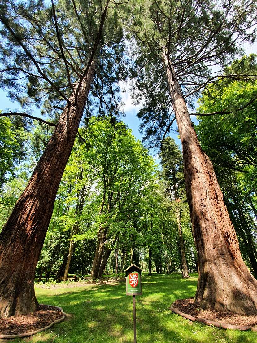 Tyto 2 sekvoje v ratměřickém zámeckém parku jsou nejvyššími stromy v ČR.