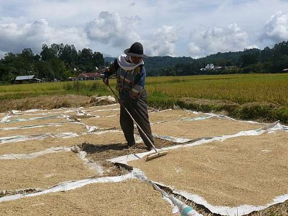 Proměny rýžových polí