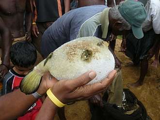 Ryby z hlubin Indického oceánu