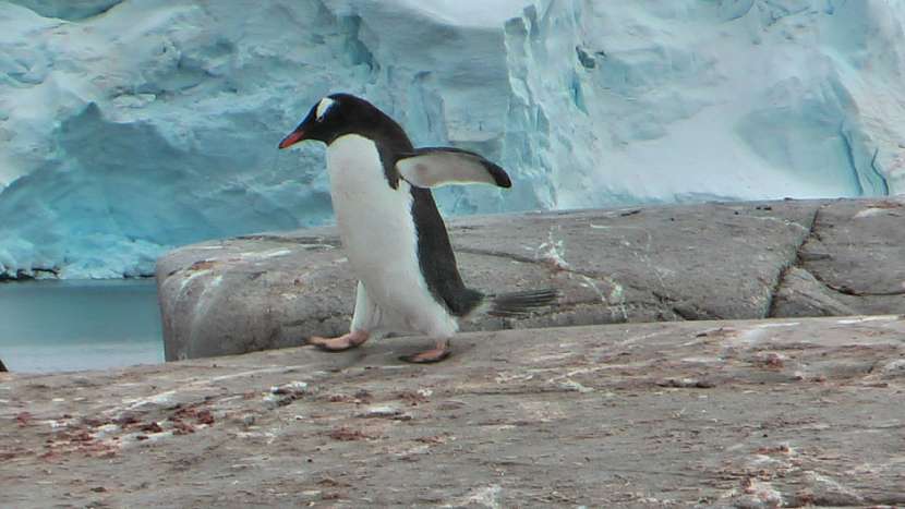 cesta tučňáků