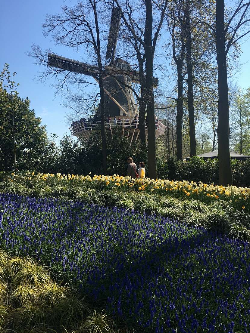Keukenhof - rozkvetlý park v Holandsku