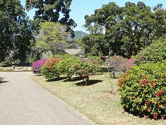 Královská botanická zahrada Peradeniya v Kandy