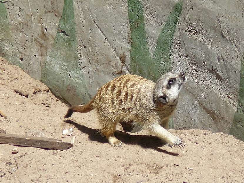 Kalahari – poušť z rezavého písku