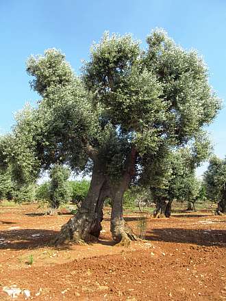 roztodivné kmeny oliv