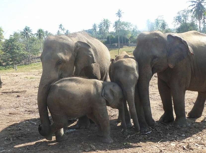 Sloní sirotčinec v Pinnawala