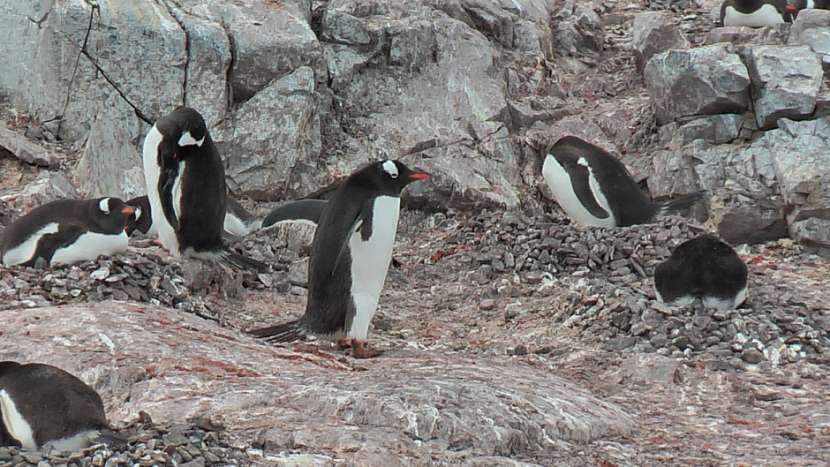 hnízda tučňáků