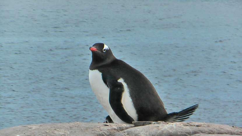 tučňák oslí (Pygoscelis papua)