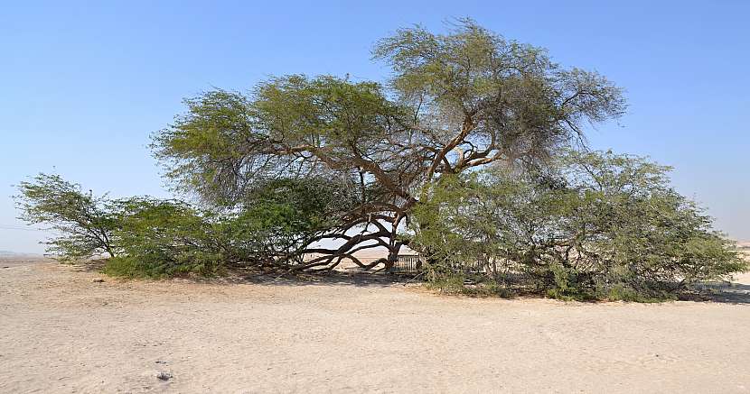 Strom života -Shajarat-al-Hayat.